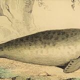 Original zoological plate "Seal & Walrus" Buffon 1840