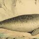 Planche zoologique originale " Phoque & Morse " Buffon 1840