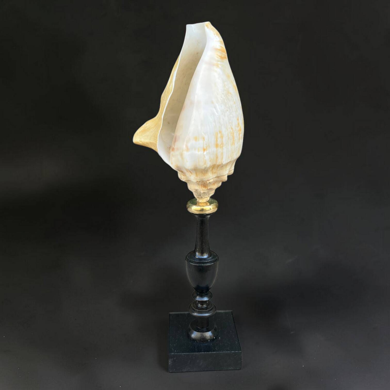 Antique Lambi shell on a black wooden base, 19th century curiosity cabinet.