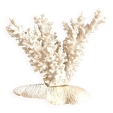 White coral