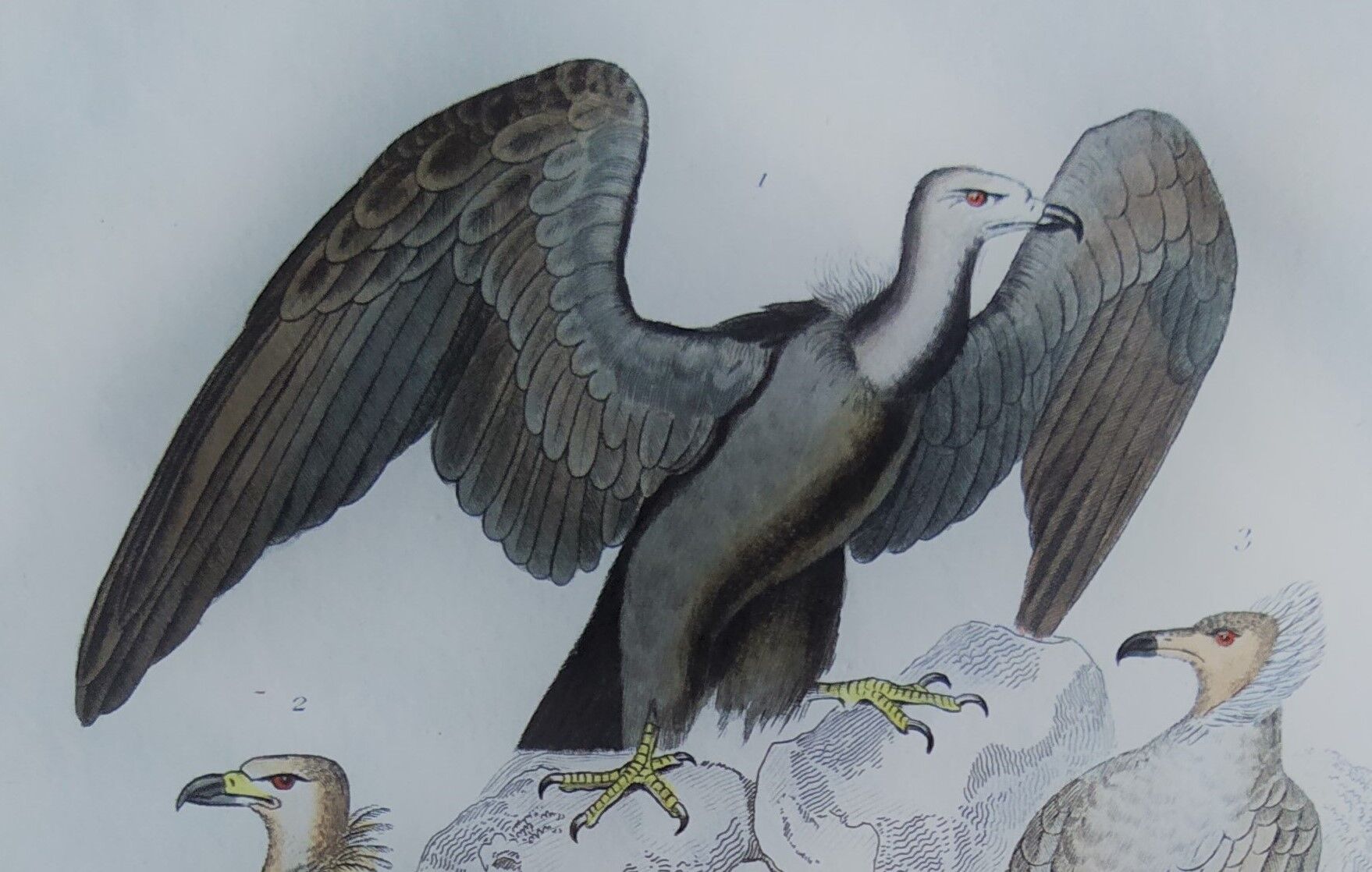 Planche Ornithologique originale " Vautour - Vautour Aigrette - &c.... " Buffon 1836