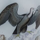 Original Ornithological plate " Vautour - Vautour Aigrette - &c.... " Buffon 1836