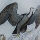 Planche Ornithologique originale " Vautour - Vautour Aigrette - &c.... " Buffon 1836