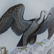 Original ornithological plate "Vulture - Egret Vulture - &c.... " Buffon 1836