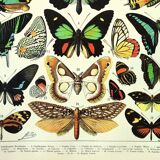 Gravure ancienne 1897 A. Millot - Papillons exotique, insectes, entomologie