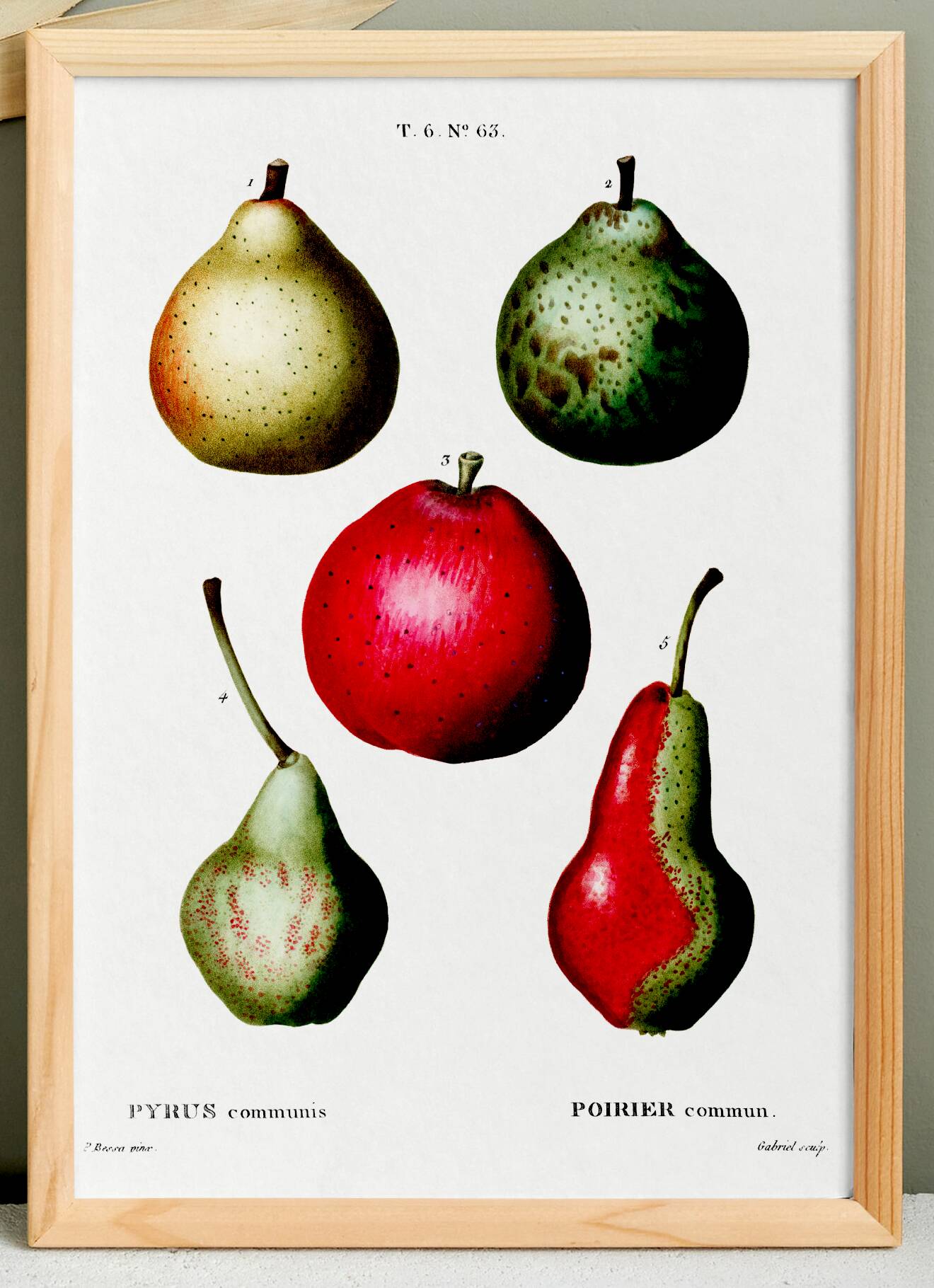 Botanical poster about pears, based on an old engraving from 1802