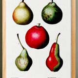 Botanical poster about pears, based on an old engraving from 1802