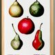 Botanical poster about pears, based on an old engraving from 1802