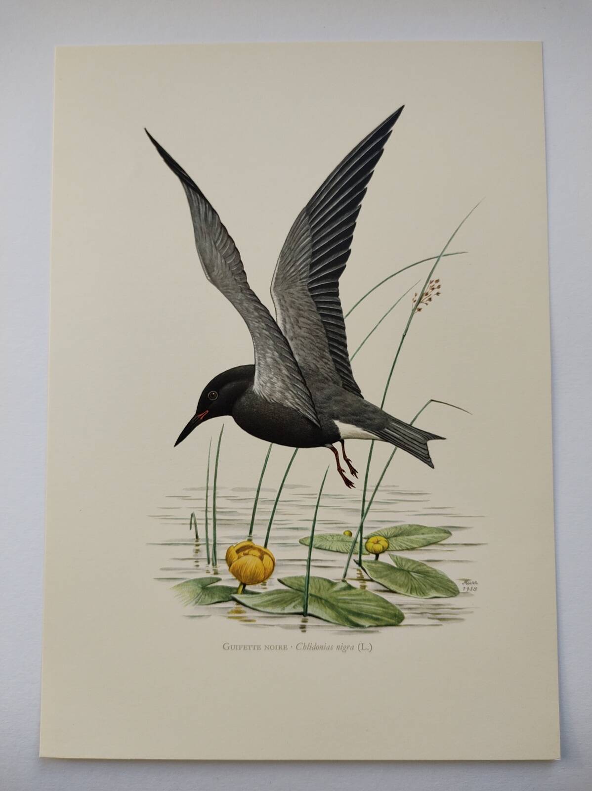 Bird illustration from the 1960s - Black Tern - Vintage zoological and ornithological board