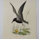 Bird illustration from the 1960s - Black Tern - Vintage zoological and ornithological board