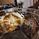 Centre de Table en Cristal