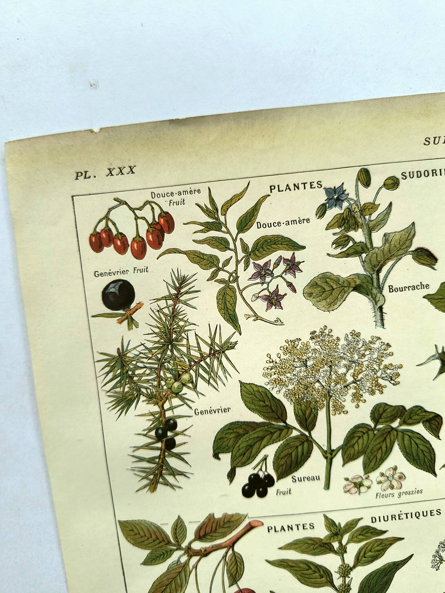 Vintage engraving from 1925 • Sudorific medicinal plants by M. Desse