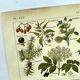 Vintage engraving from 1925 • Sudorific medicinal plants by M. Desse