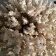 Vintage coral 22 cm