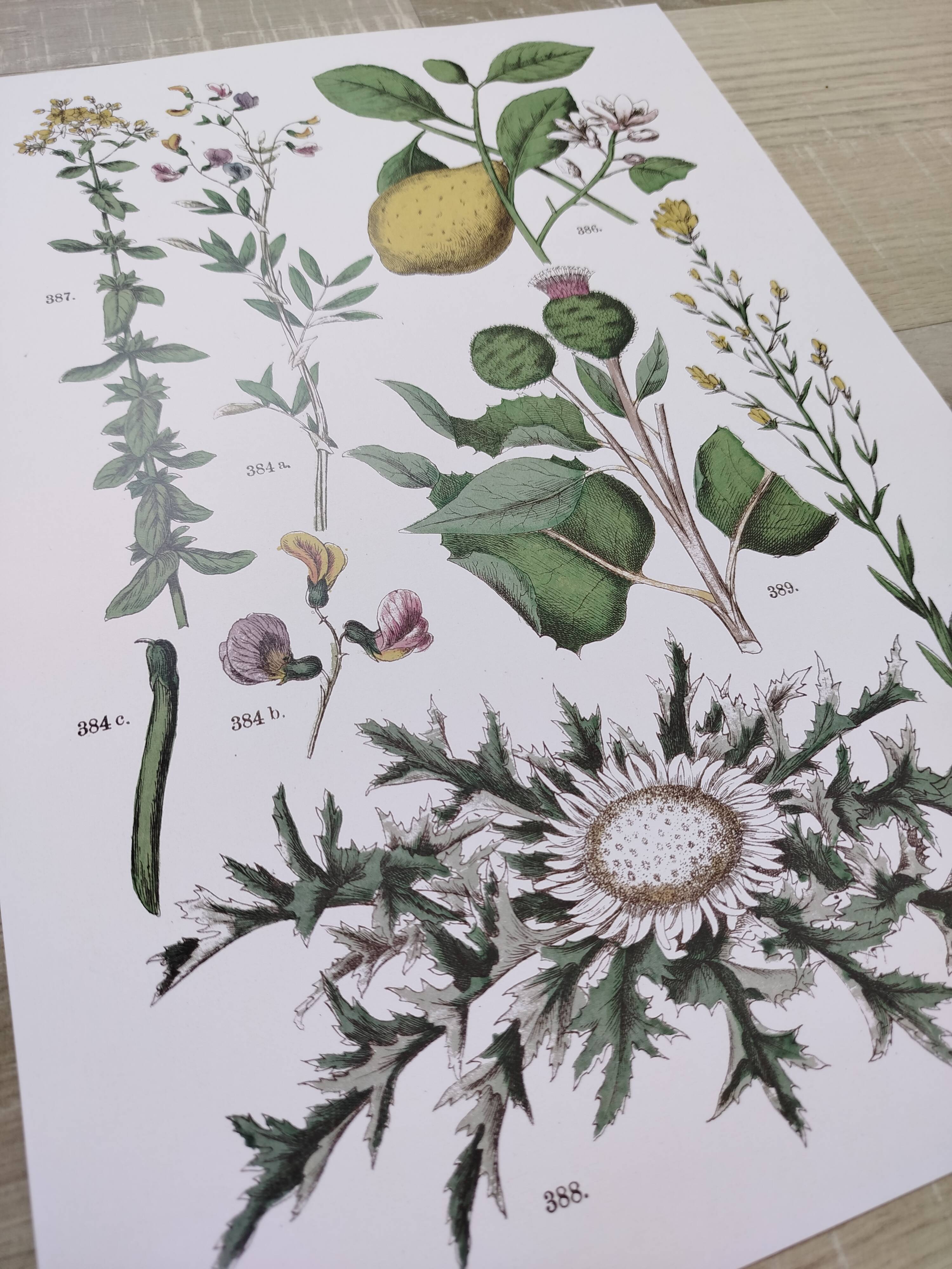 Plant poster based on an 1881 engraving "lemon"