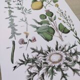 Plant poster based on an 1881 engraving "lemon"