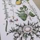 Plant poster based on an 1881 engraving "lemon"