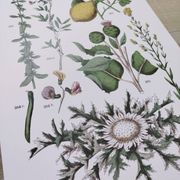 Plant poster based on an 1881 engraving "lemon"