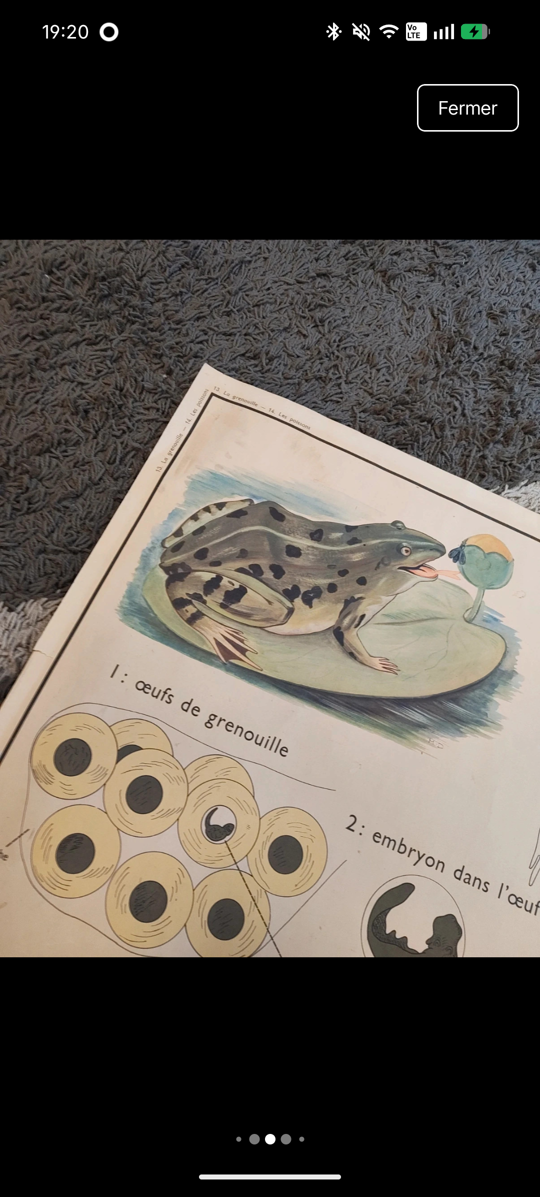 School poster the fish/the frog. Nightingales