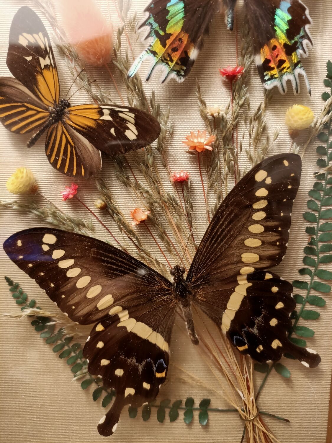 Cadre vitrine papillons