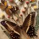 Cadre vitrine papillons