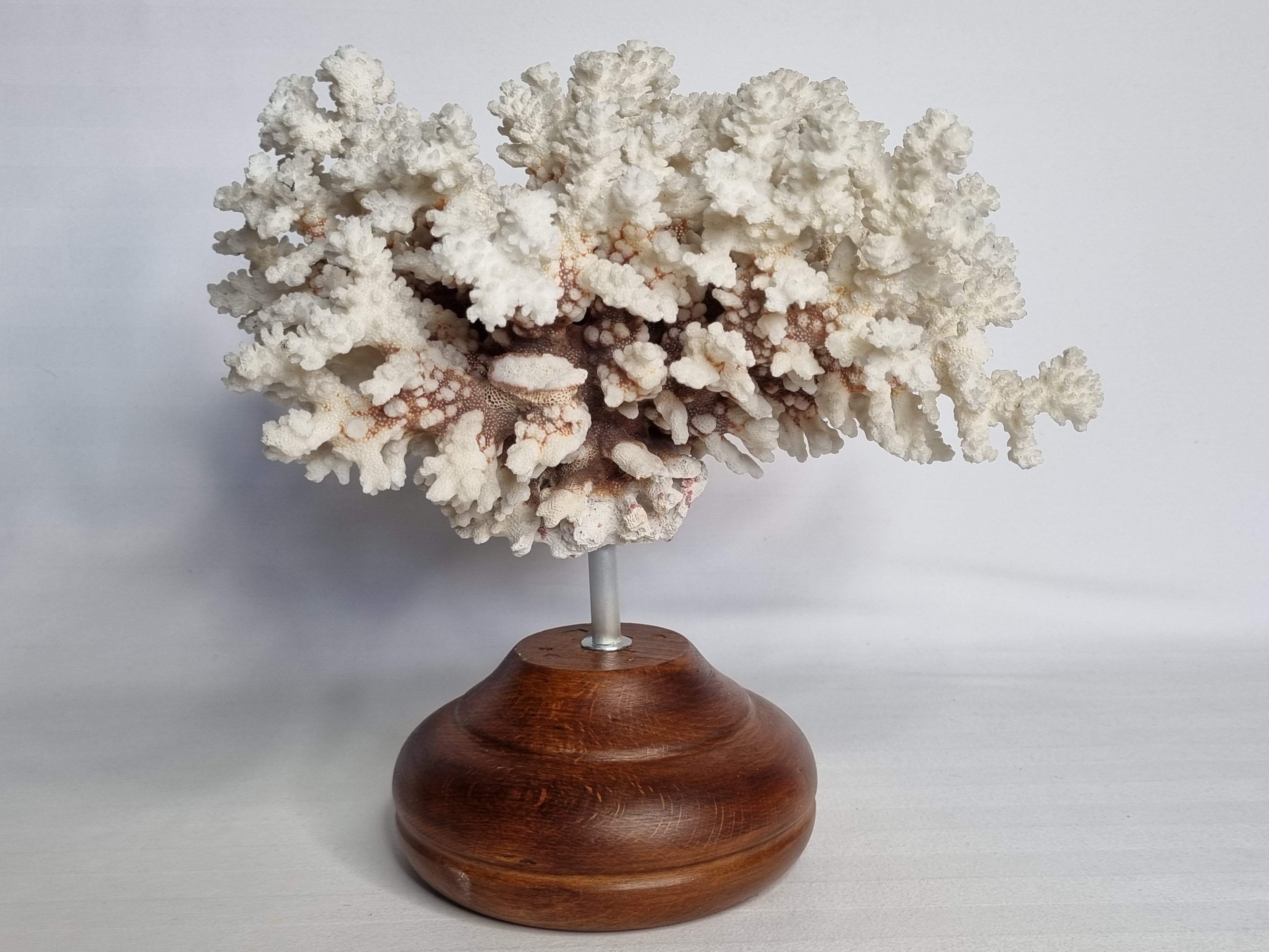 Old white coral in branches on base, 32 cm