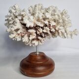 Old white coral in branches on base, 32 cm