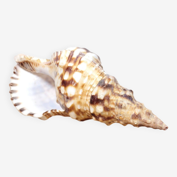 Large collectible shell Triton conch or Charonia tritonis 22cm