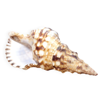 Large collectible shell Triton conch or Charonia tritonis 22cm