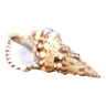 Large collectible shell Triton conch or Charonia tritonis 22cm