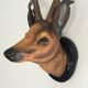 Animal deer head trophy