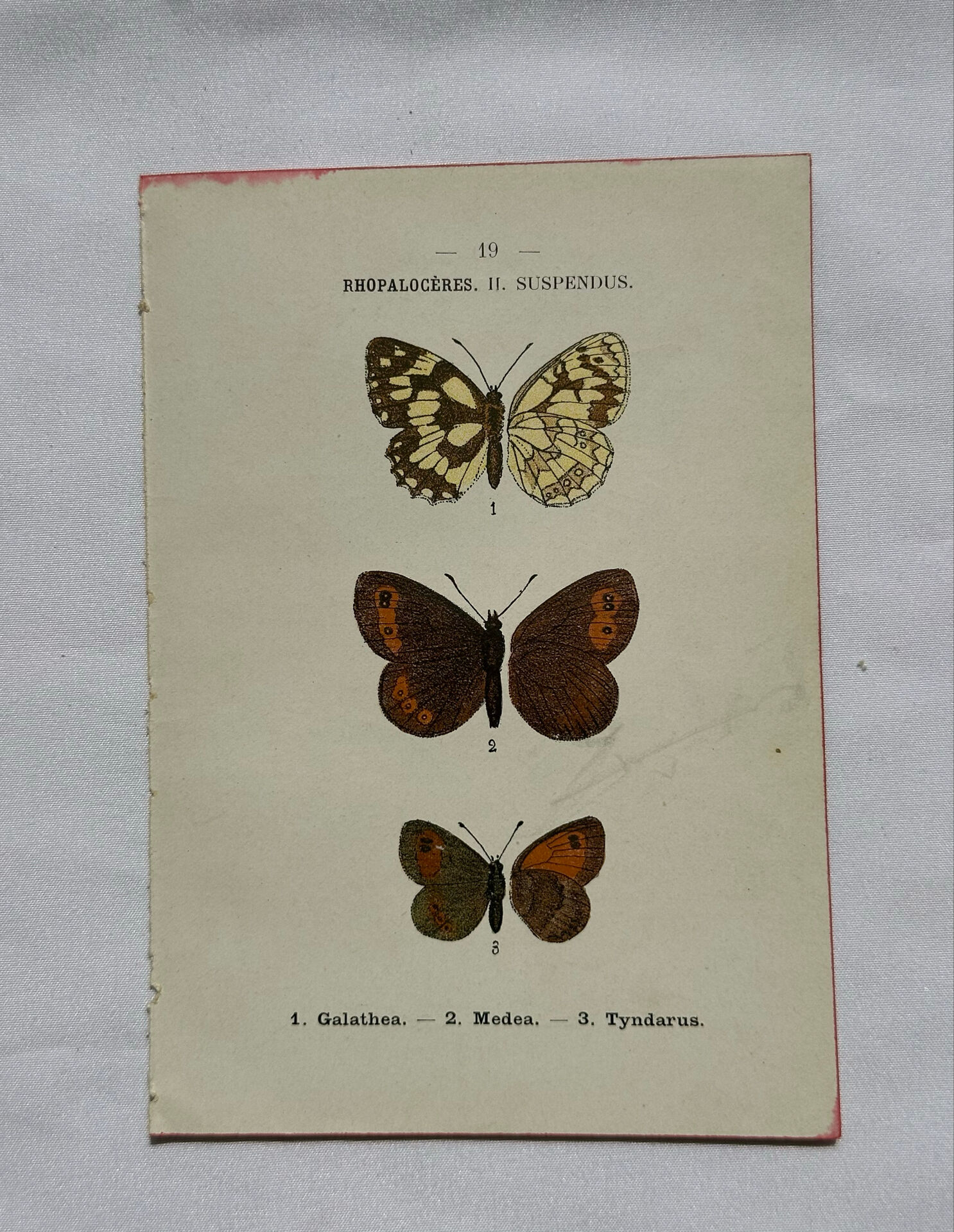 Botanical engraving double-sided butterflies naturalist plate etching