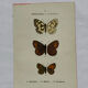 Botanical engraving double-sided butterflies naturalist plate etching