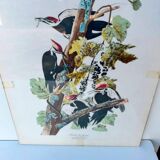 Tableau sous verre avec illustration oiseaux