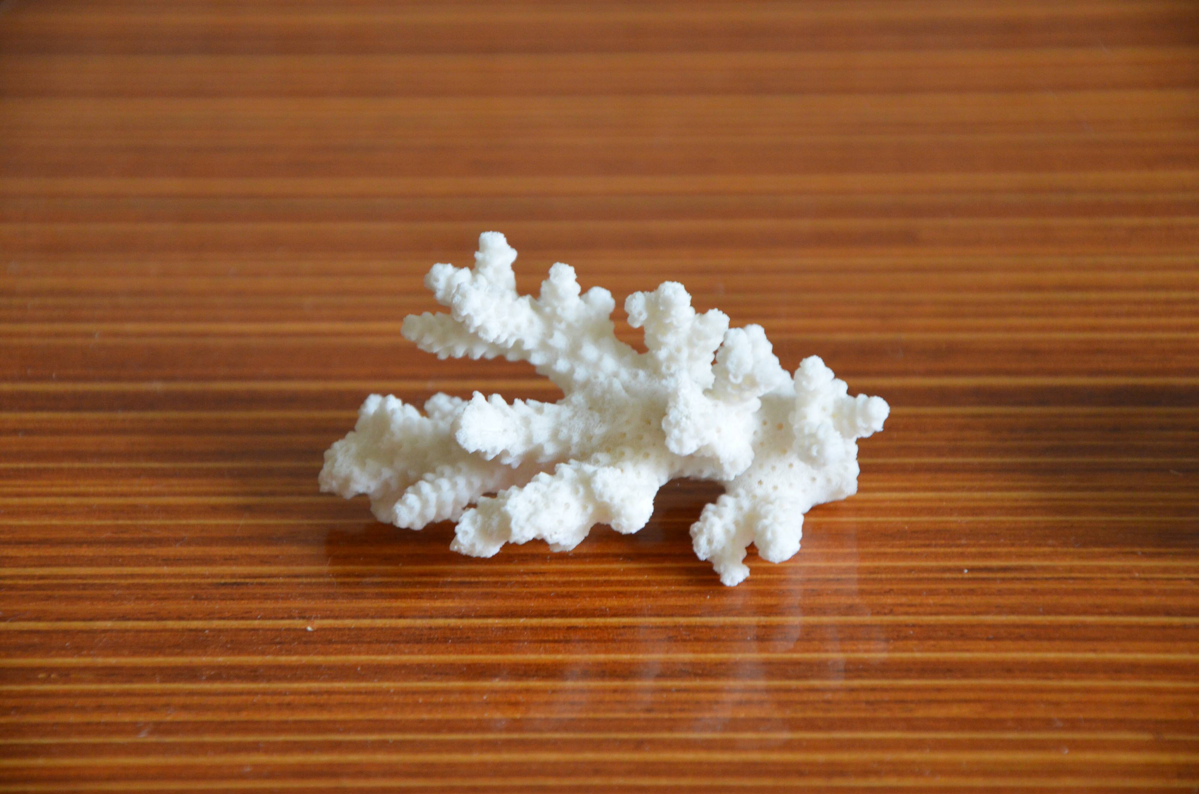 Lot of 3 pieces of coral