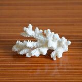 Lot of 3 pieces of coral