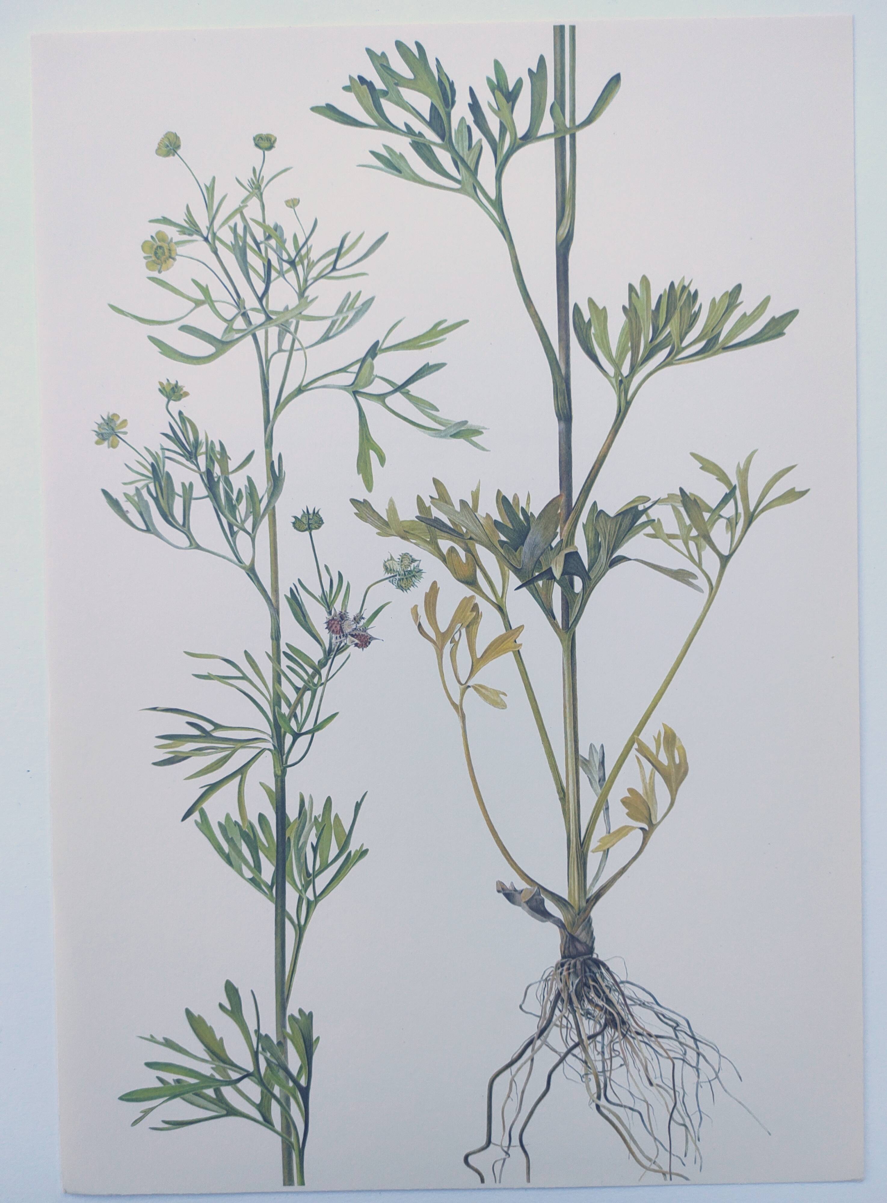 Planche botanique vintage de 1978 - Renoncule des champs - Gravure de fleur sauvage