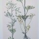 Planche botanique vintage de 1978 - Renoncule des champs - Gravure de fleur sauvage