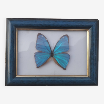 “FRAMED BLUE BUTTERFLY” PAINTING
