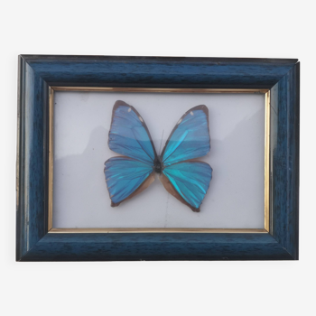 TABLEAU "PAPILLON BLEU ENCADRE"