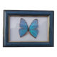 TABLEAU "PAPILLON BLEU ENCADRE"