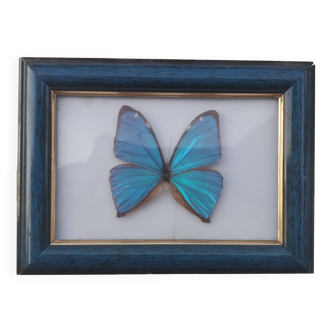 TABLEAU "PAPILLON BLEU ENCADRE"