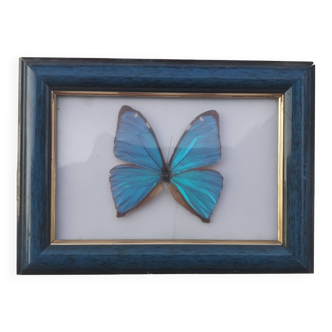 “FRAMED BLUE BUTTERFLY” PAINTING