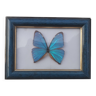 TABLEAU "PAPILLON BLEU ENCADRE"