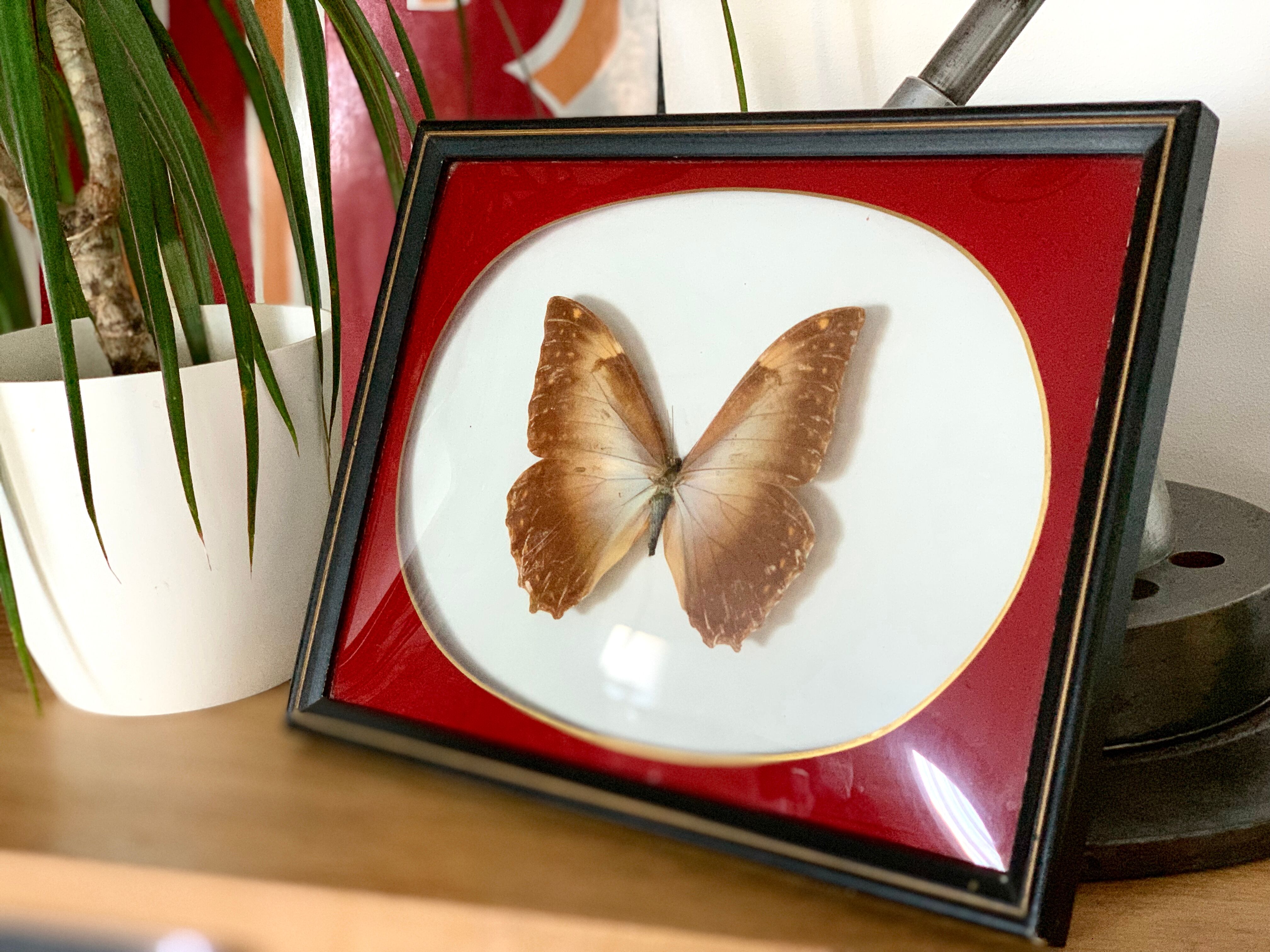 Naturalized Butterfly frame