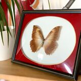 Naturalized Butterfly frame