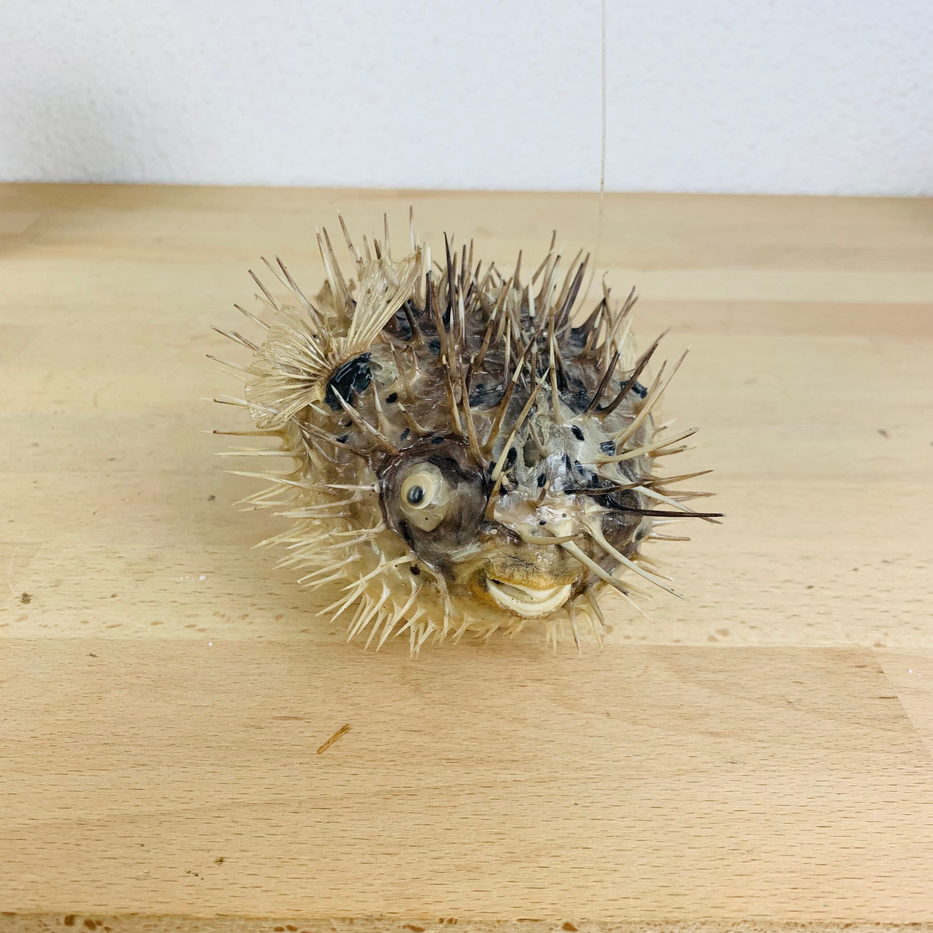 Naturalized diodon puffer fish object of curiosity