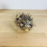Naturalized diodon puffer fish object of curiosity