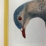 Dove zoology poster