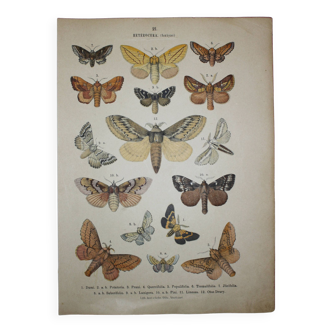 Gravure ancienne de Papillons - Lithographie de 1887 - Dumi - Illustration originale d'insectes